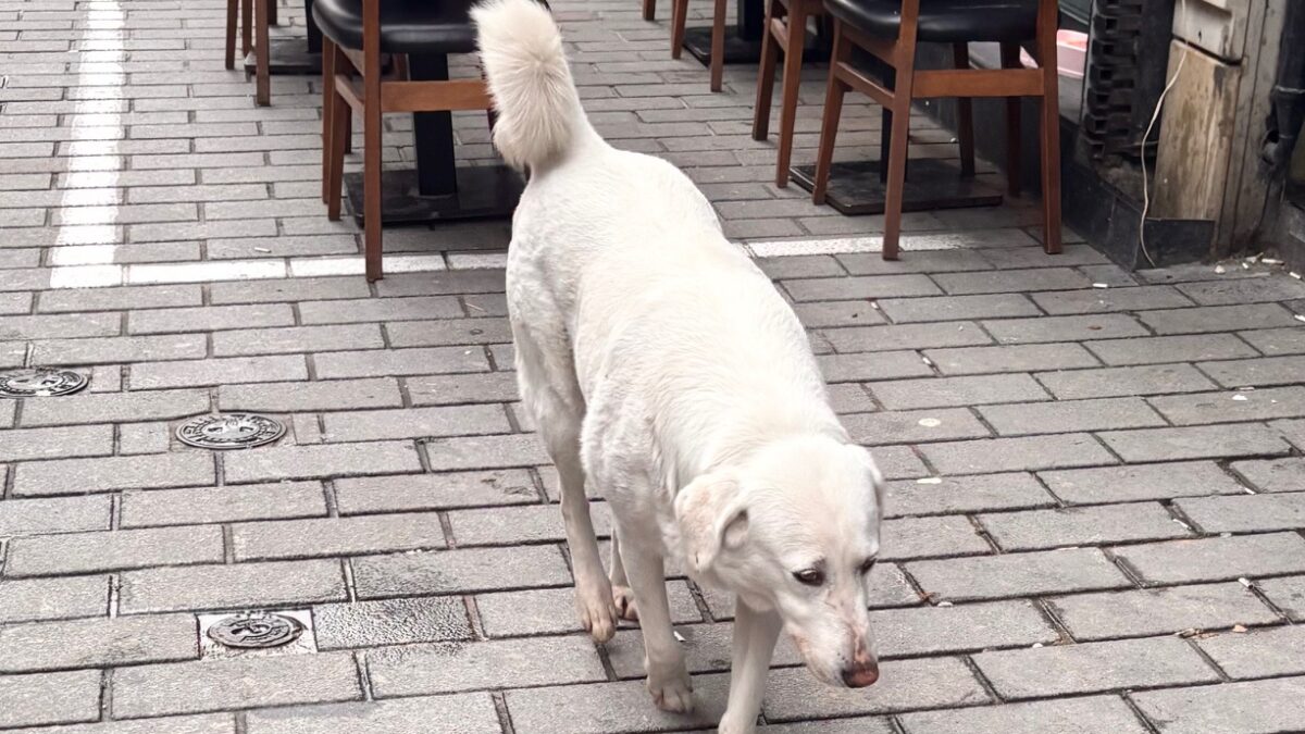 旅で味わった料理を再現すると世界が拡がる 2025食旅まとめ