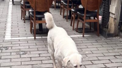 旅で味わった料理を再現すると世界が拡がる 2025食旅まとめ